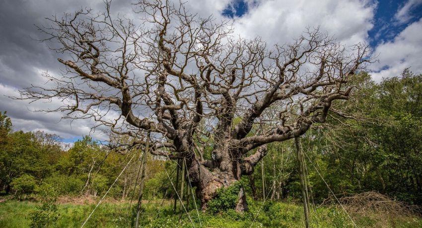 World-Famous Robin Hood Oak Tree Has Died